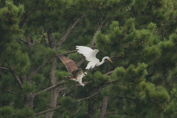 ミサゴ 大阪南港野鳥園 2021年9月11日(土)