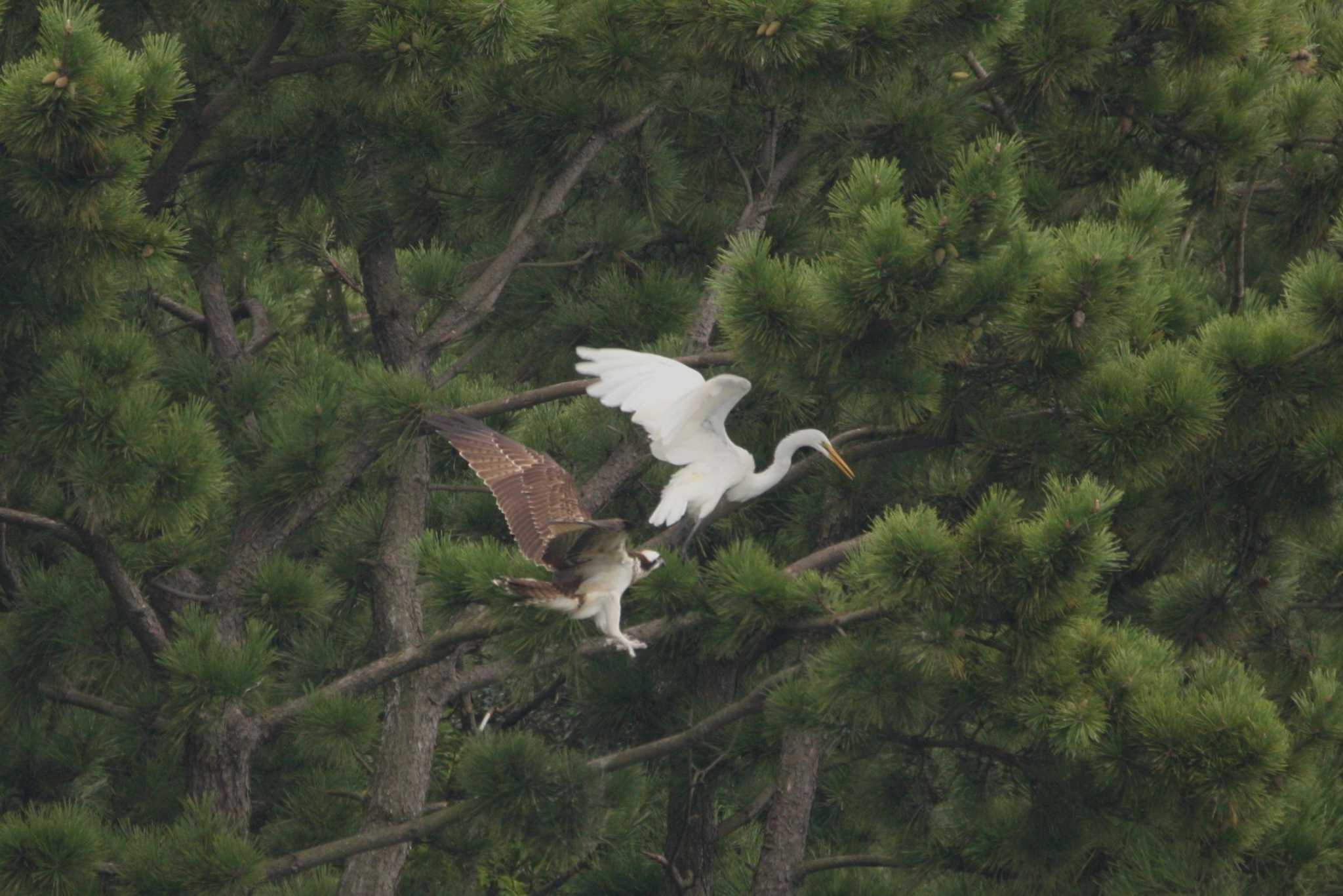 大阪南港野鳥園 ミサゴの写真