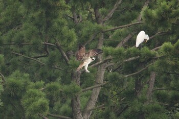 ミサゴ 大阪南港野鳥園 2021年9月11日(土)