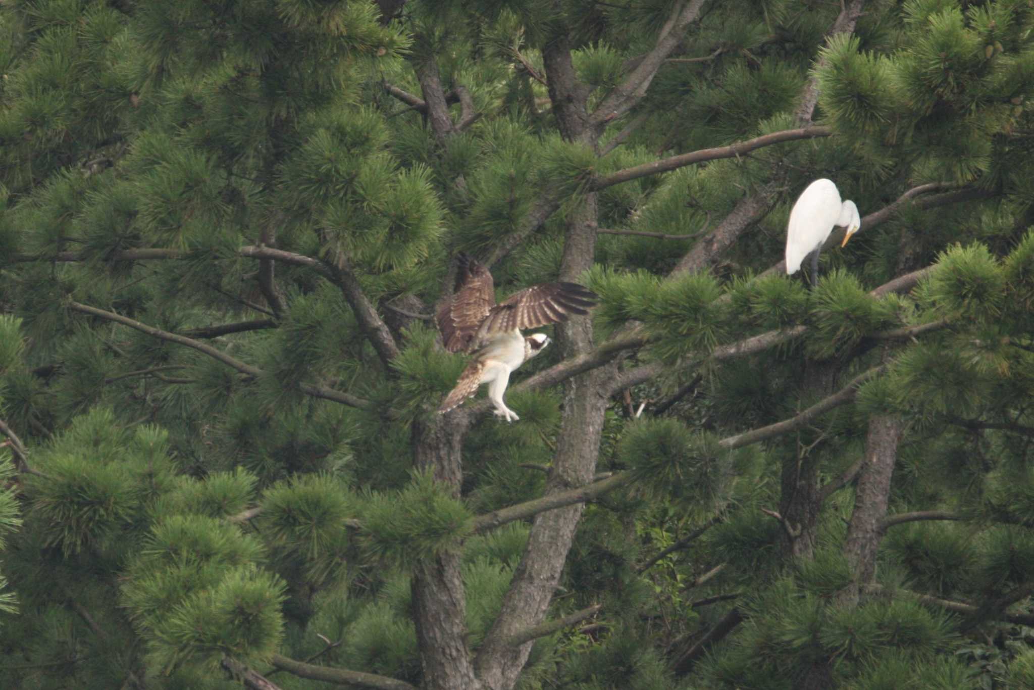 大阪南港野鳥園 ミサゴの写真