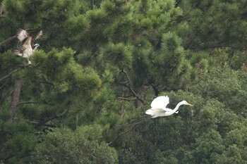 ミサゴ 大阪南港野鳥園 2021年9月11日(土)