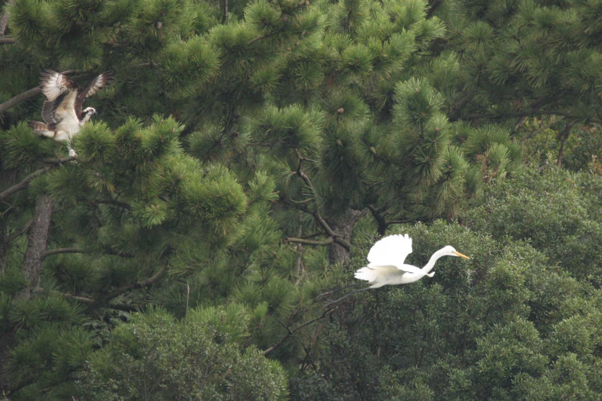 Photo of Osprey at Osaka Nanko Bird Sanctuary by トビトチヌ