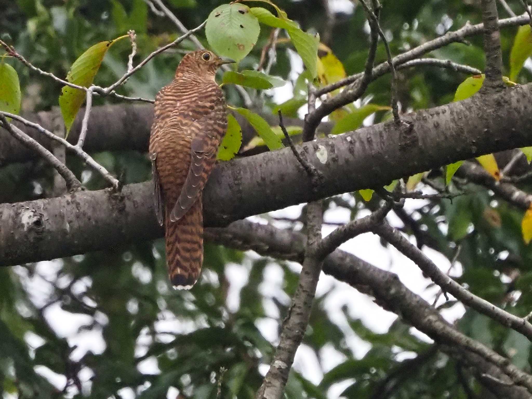 Photo of Oriental Cuckoo at 埼玉県さくら草公園 by 日根野 哲也