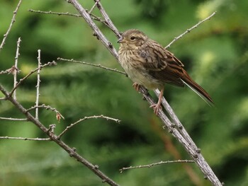 Meadow Bunting 焼山沢真木林道 Sun, 8/22/2021