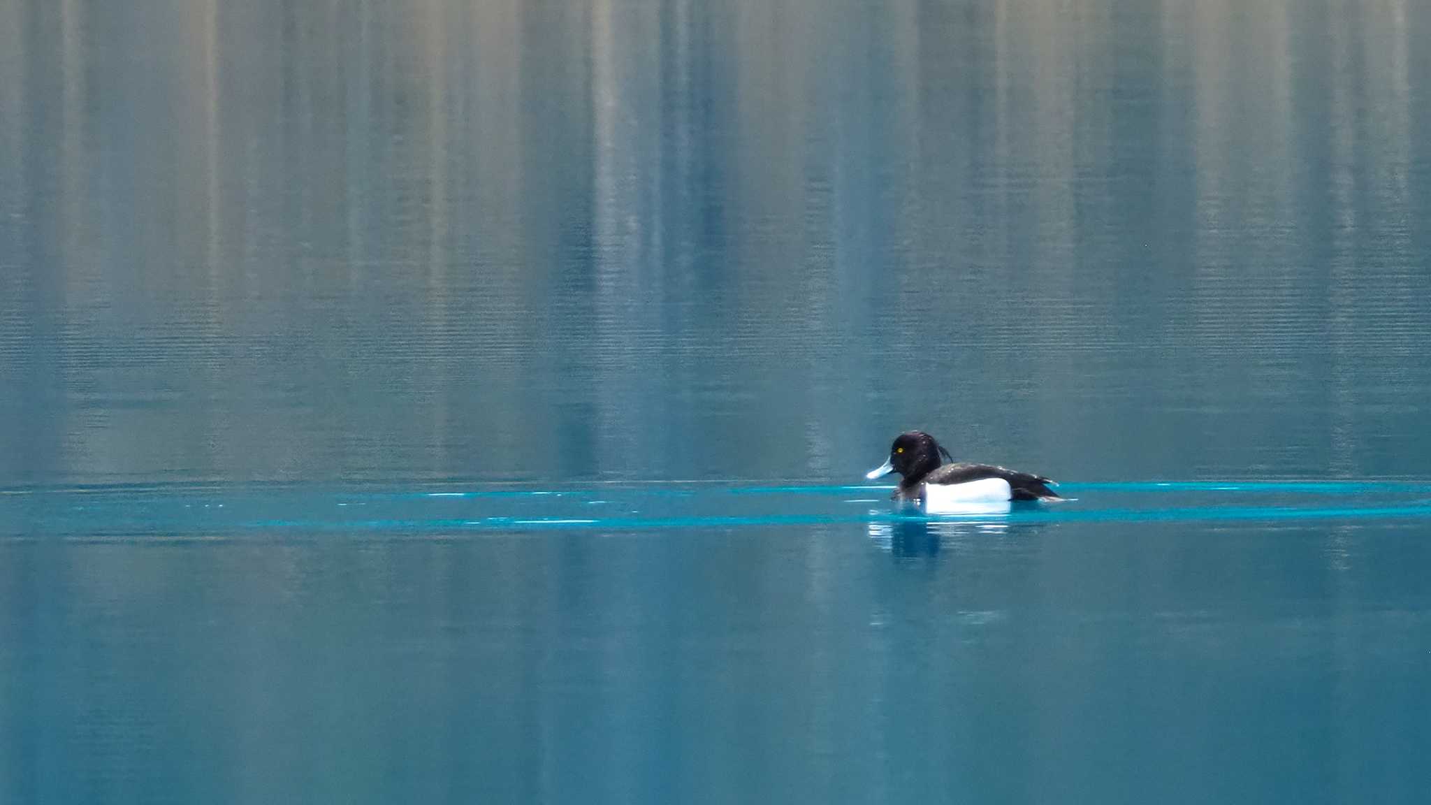 裏磐梯五色沼 キンクロハジロの写真