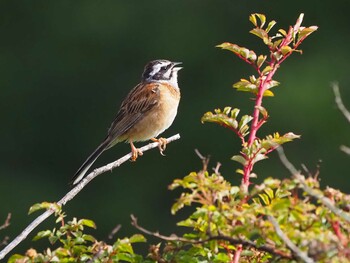 Meadow Bunting 大蔵高丸 Sat, 8/7/2021