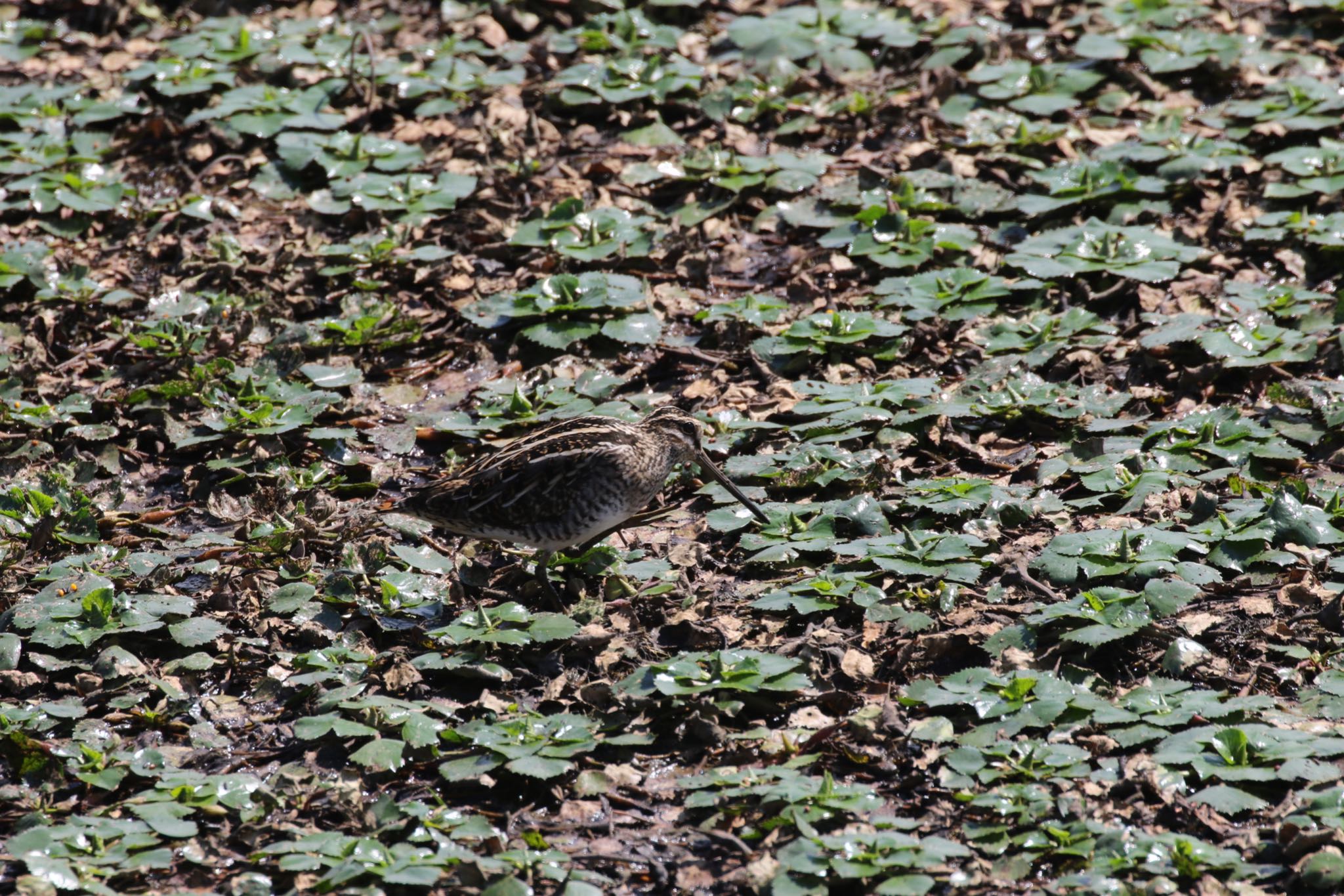 Photo of Common Snipe at いしかり調整池(石狩調整池) by will 73