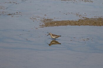 Broad-billed Sandpiper いしかり調整池(石狩調整池) Mon, 8/30/2021