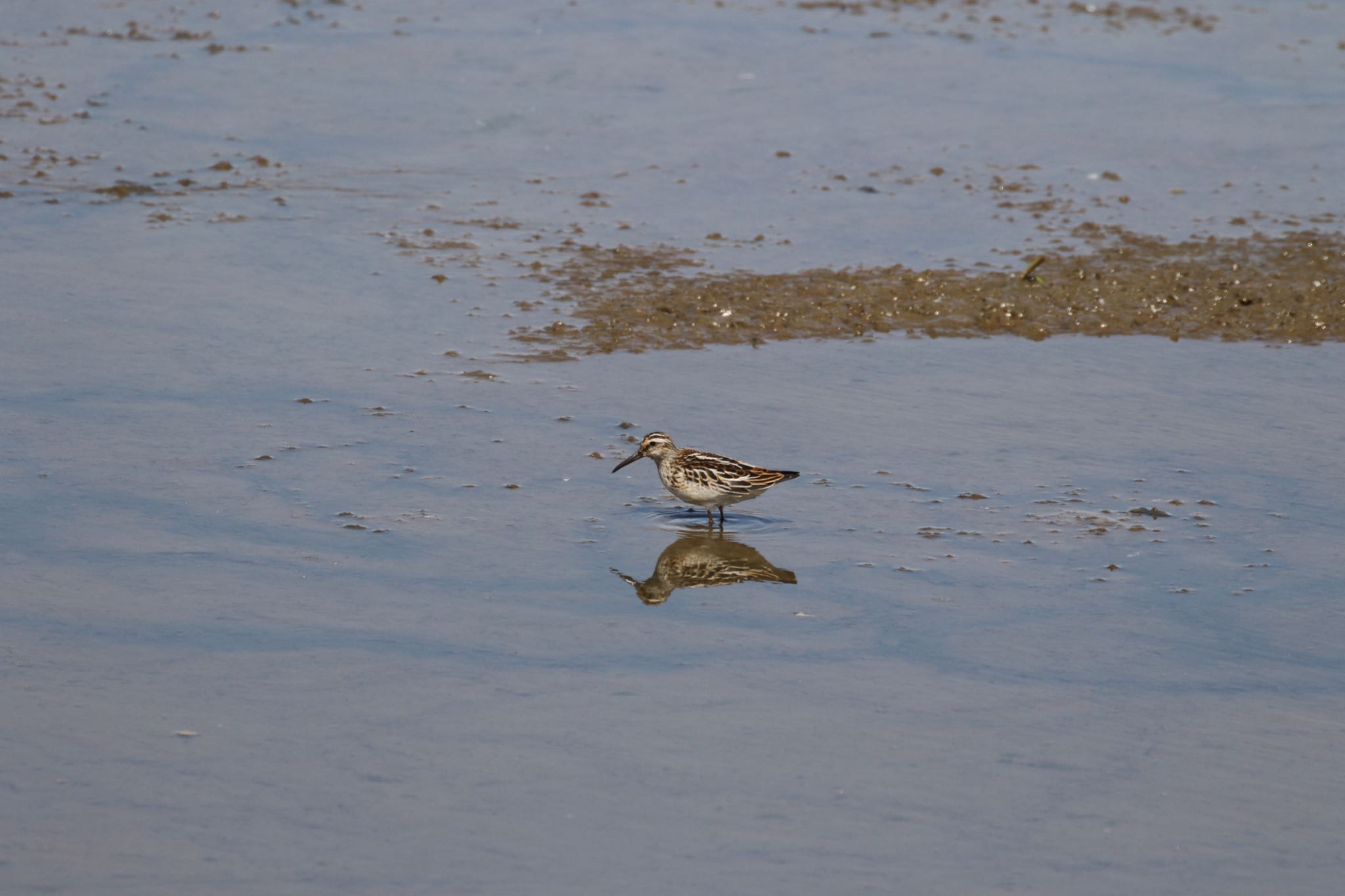 Photo of Broad-billed Sandpiper at いしかり調整池(石狩調整池) by will 73