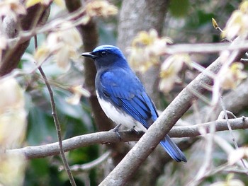 Blue-and-white Flycatcher Forest Park of Mie Prefecture Sun, 4/16/2017