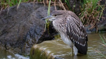 2021年9月12日(日) 東京都品川区の野鳥観察記録