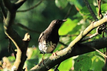 クロツグミ 紀伊山地 2021年9月8日(水)