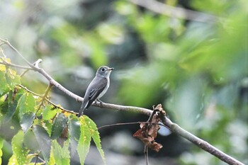 Asian Brown Flycatcher 禄剛崎 Sun, 9/12/2021