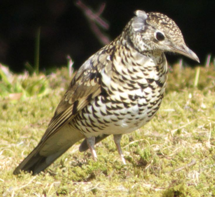 Photo of White's Thrush at 東山植物園 by アカウント962