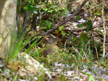 Pale Thrush Forest Park of Mie Prefecture Sun, 4/16/2017