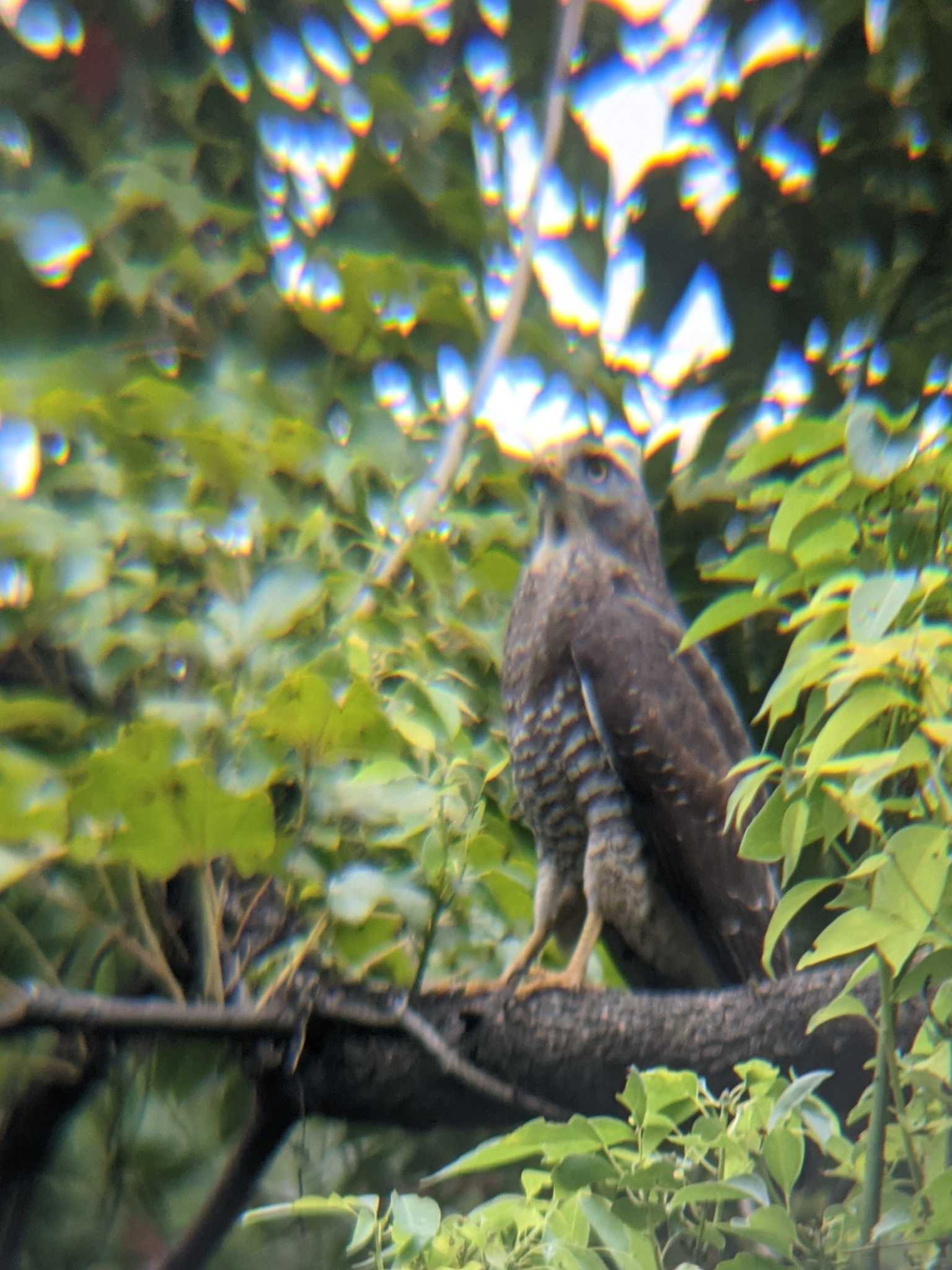 東京港野鳥公園 サシバの写真 by 塩昆布長