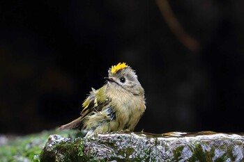 Goldcrest Unknown Spots Sat, 9/11/2021