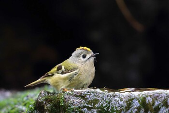 Goldcrest Unknown Spots Sat, 9/11/2021