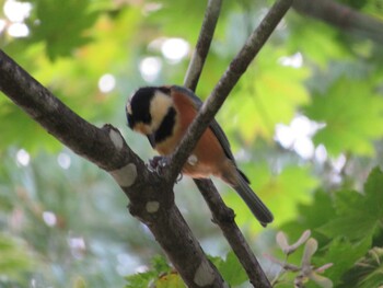 2021年9月11日(土) 藻南公園の野鳥観察記録