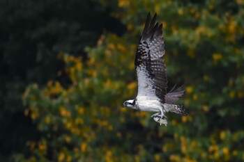 2021年9月11日(土) 尾張旭市の野鳥観察記録