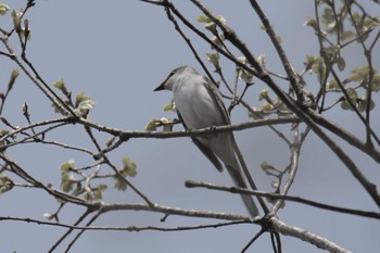 サンショウクイ 滋賀県甲賀市甲南町創造の森 2017年4月16日(日)