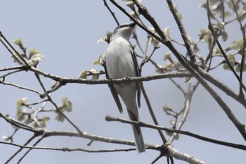 サンショウクイ 滋賀県甲賀市甲南町創造の森 2017年4月16日(日)