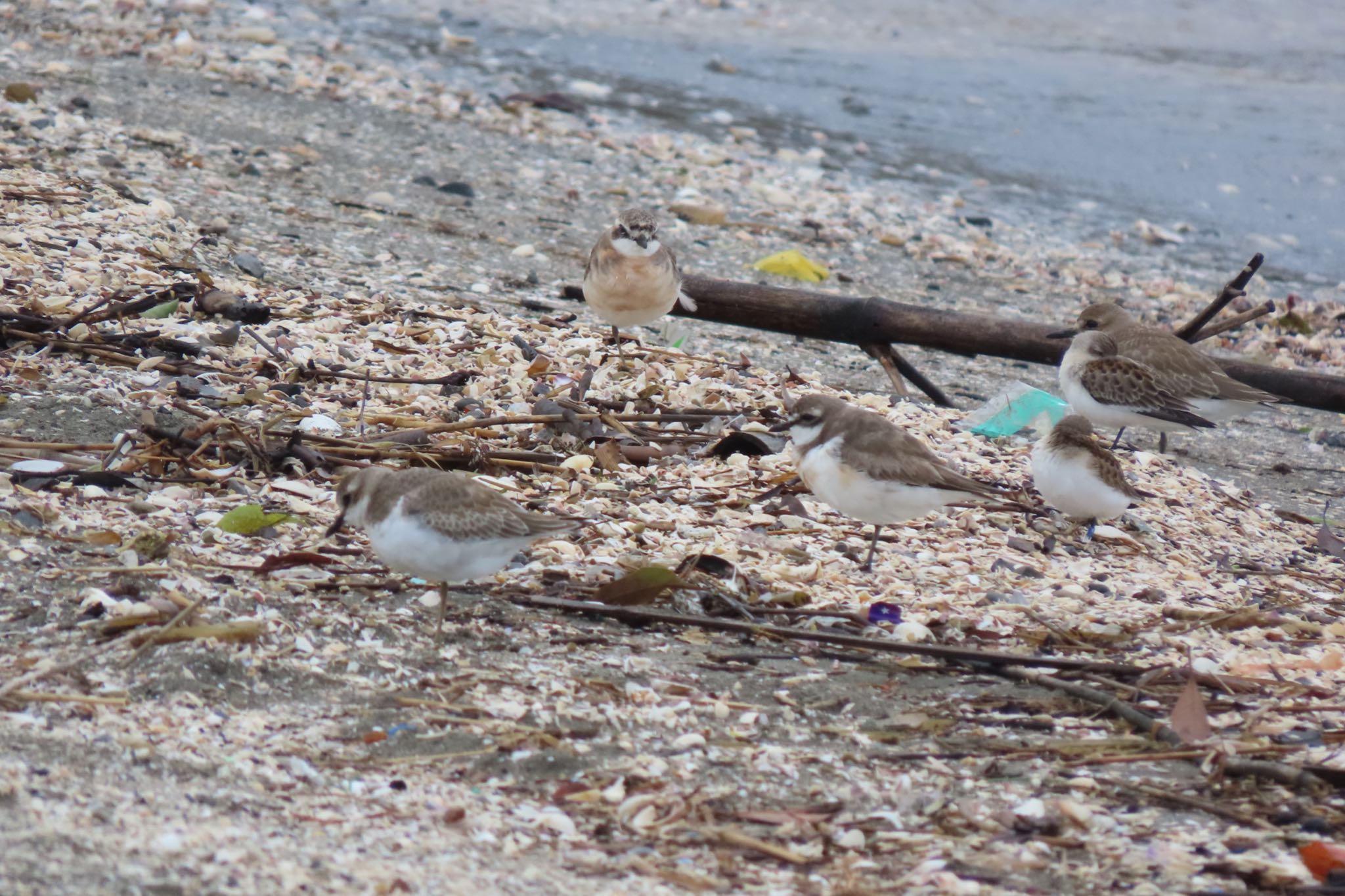 ふなばし三番瀬海浜公園 メダイチドリの写真 by 中学生探鳥家