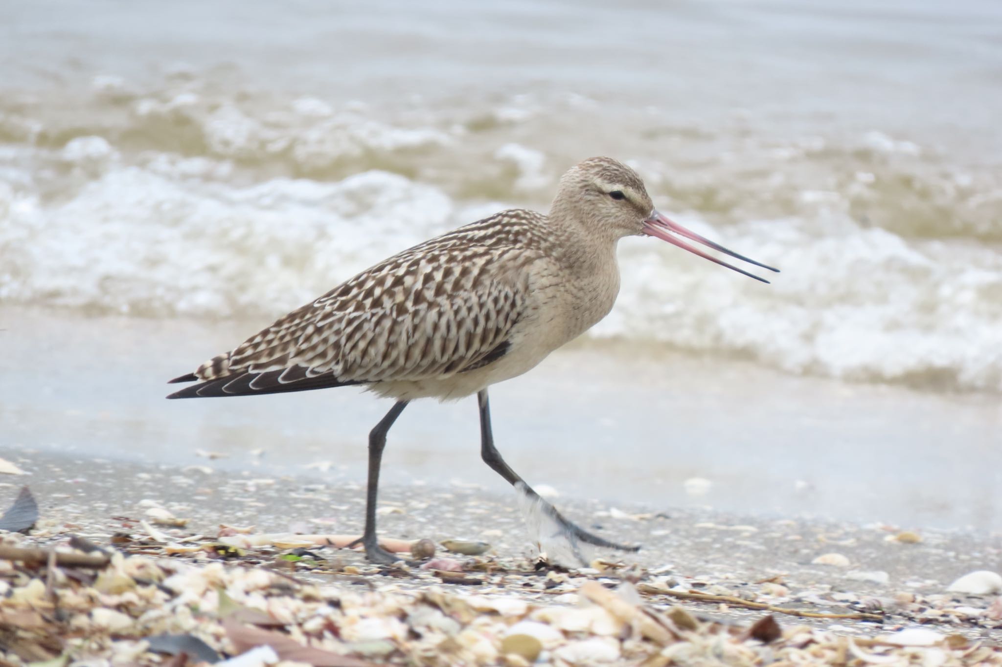 Bar-tailed Godwit