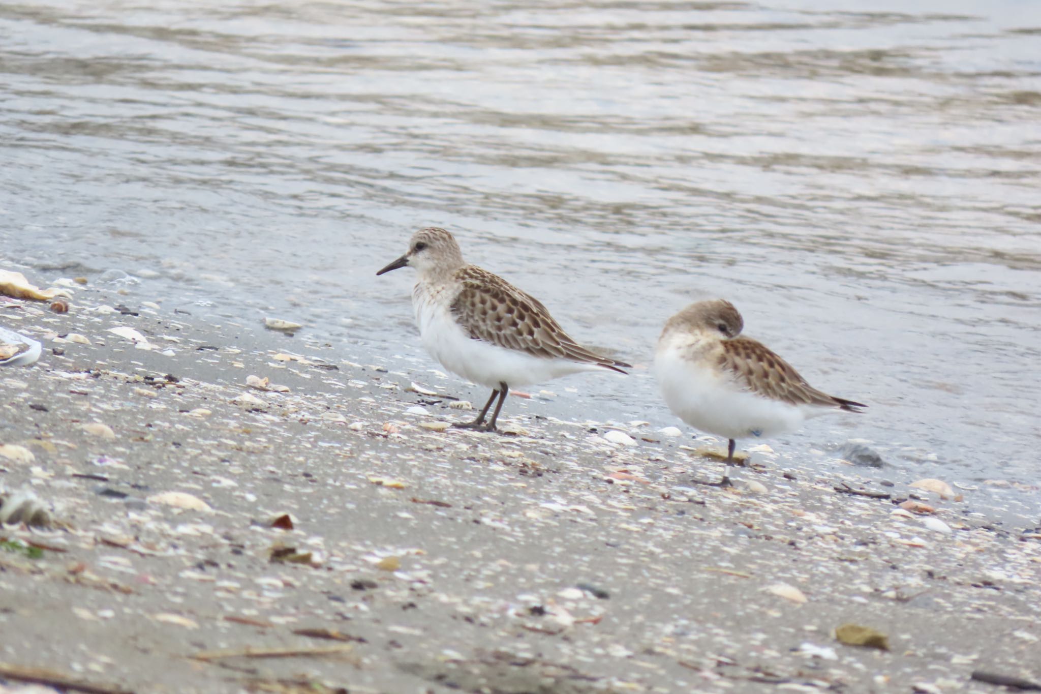 Red-necked Stint