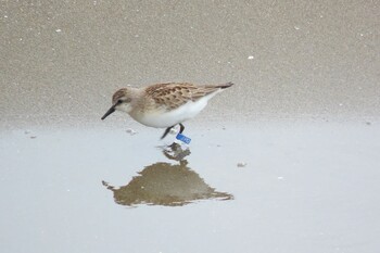 Little Stint Sambanze Tideland Sun, 9/12/2021