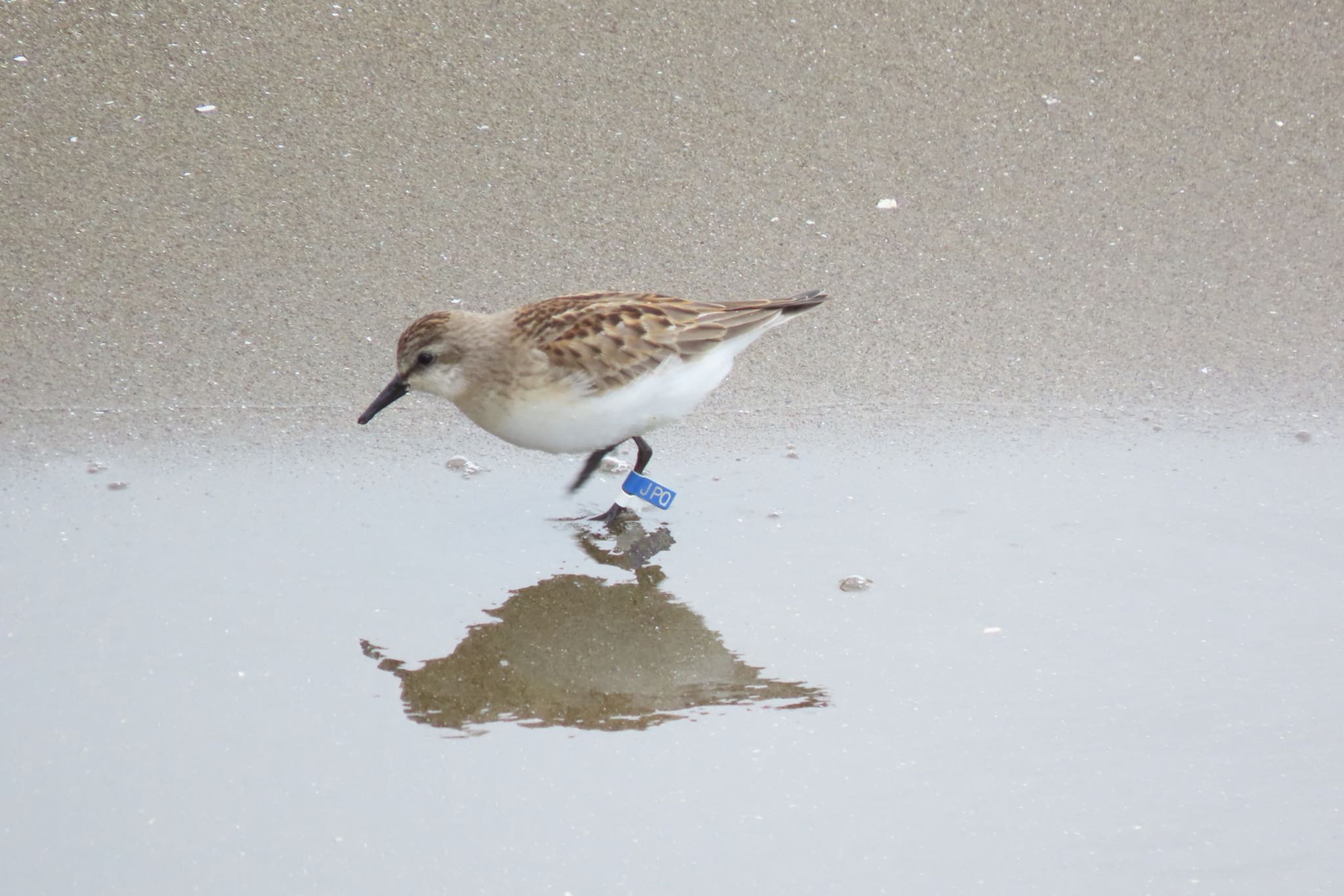 ふなばし三番瀬海浜公園 ヨーロッパトウネンの写真 by 中学生探鳥家