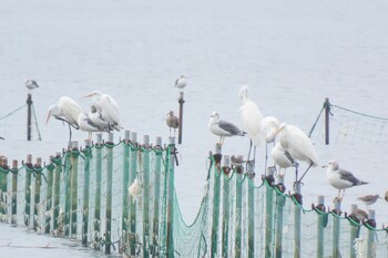 チュウシャクシギ ふなばし三番瀬海浜公園 2021年9月12日(日)