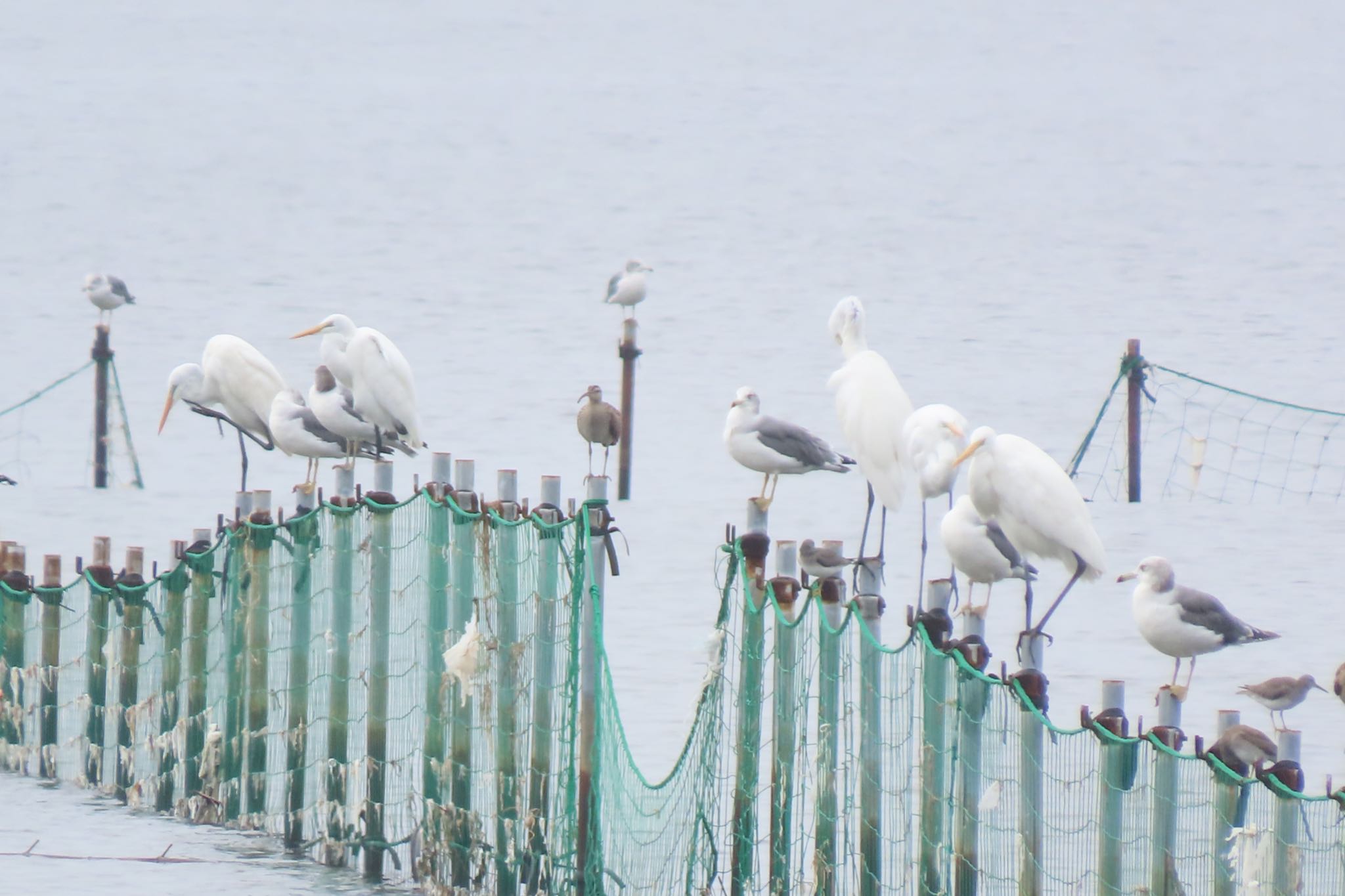 ふなばし三番瀬海浜公園 チュウシャクシギの写真 by 中学生探鳥家