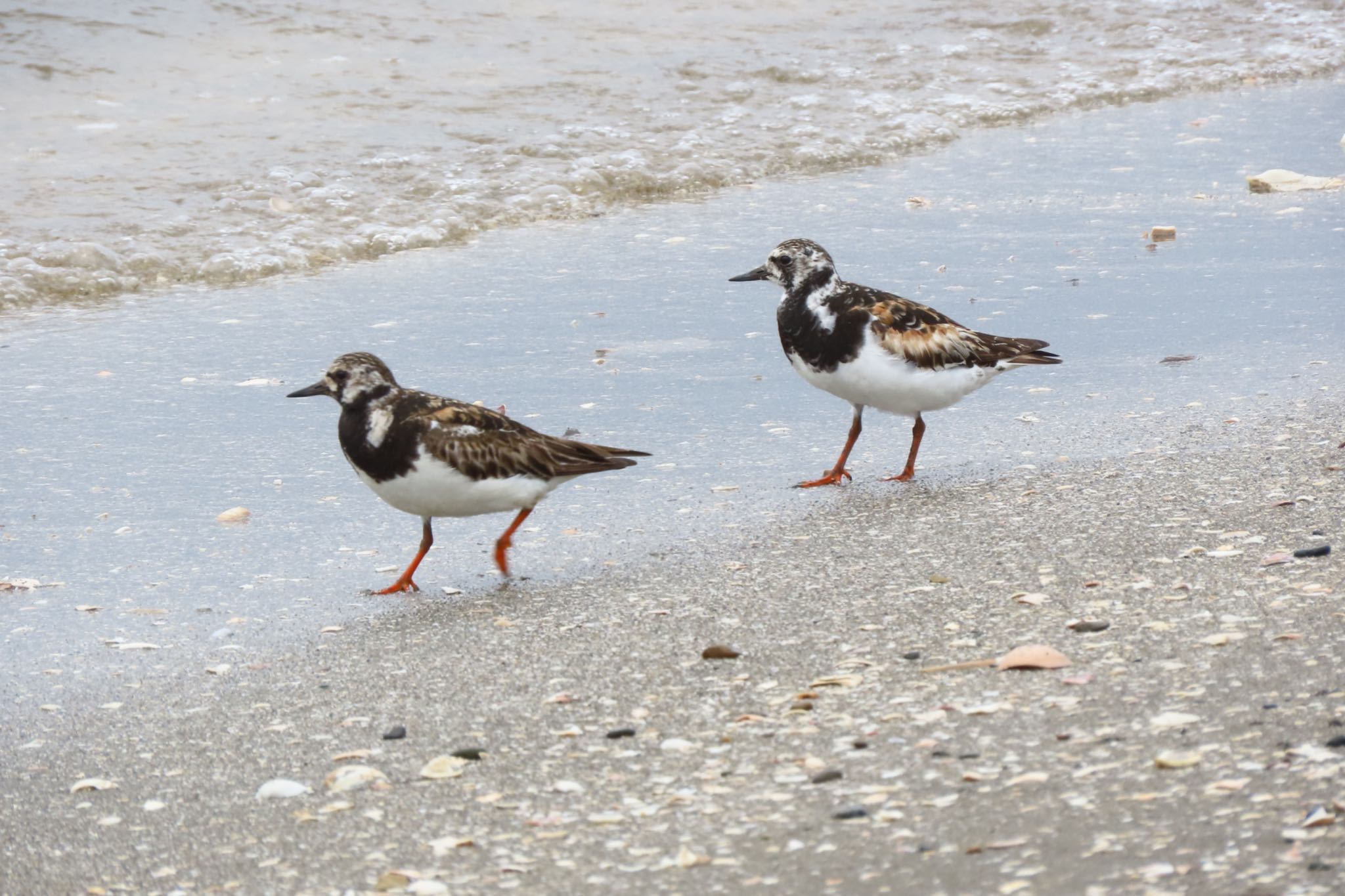 ふなばし三番瀬海浜公園 キョウジョシギの写真 by 中学生探鳥家