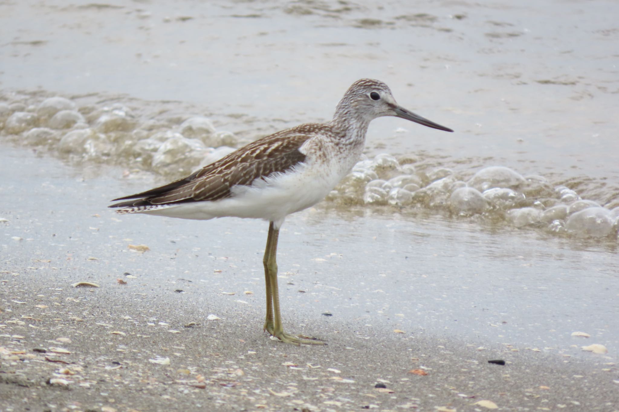 Common Greenshank