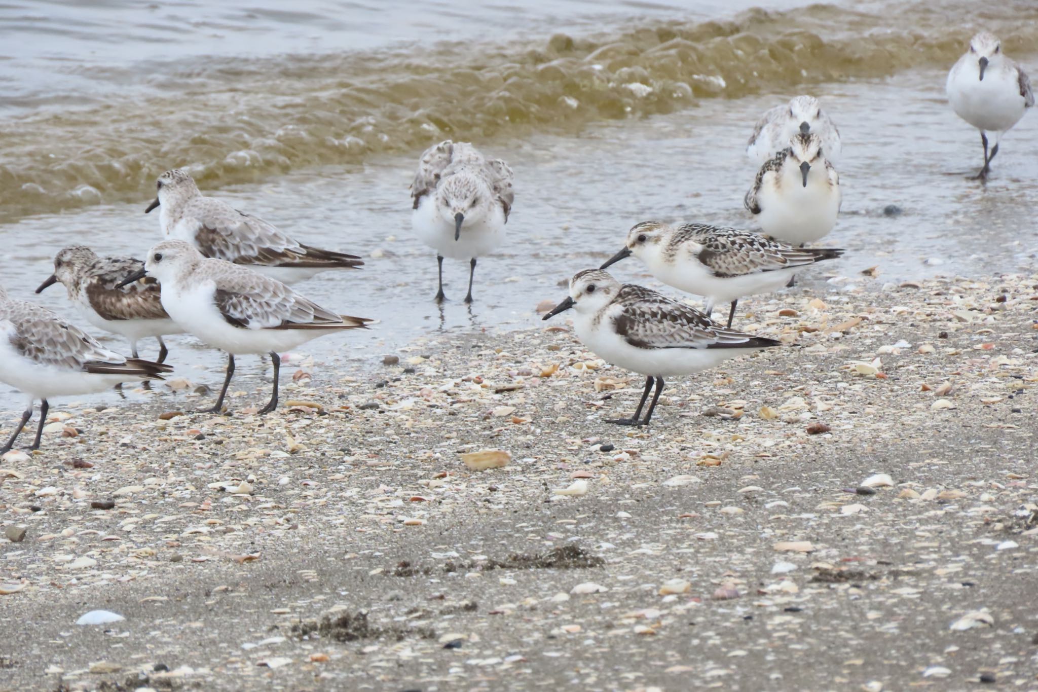 ふなばし三番瀬海浜公園 ミユビシギの写真 by 中学生探鳥家