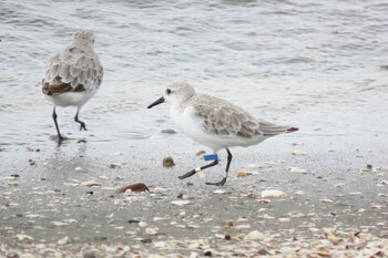 ミユビシギ ふなばし三番瀬海浜公園 2021年9月12日(日)