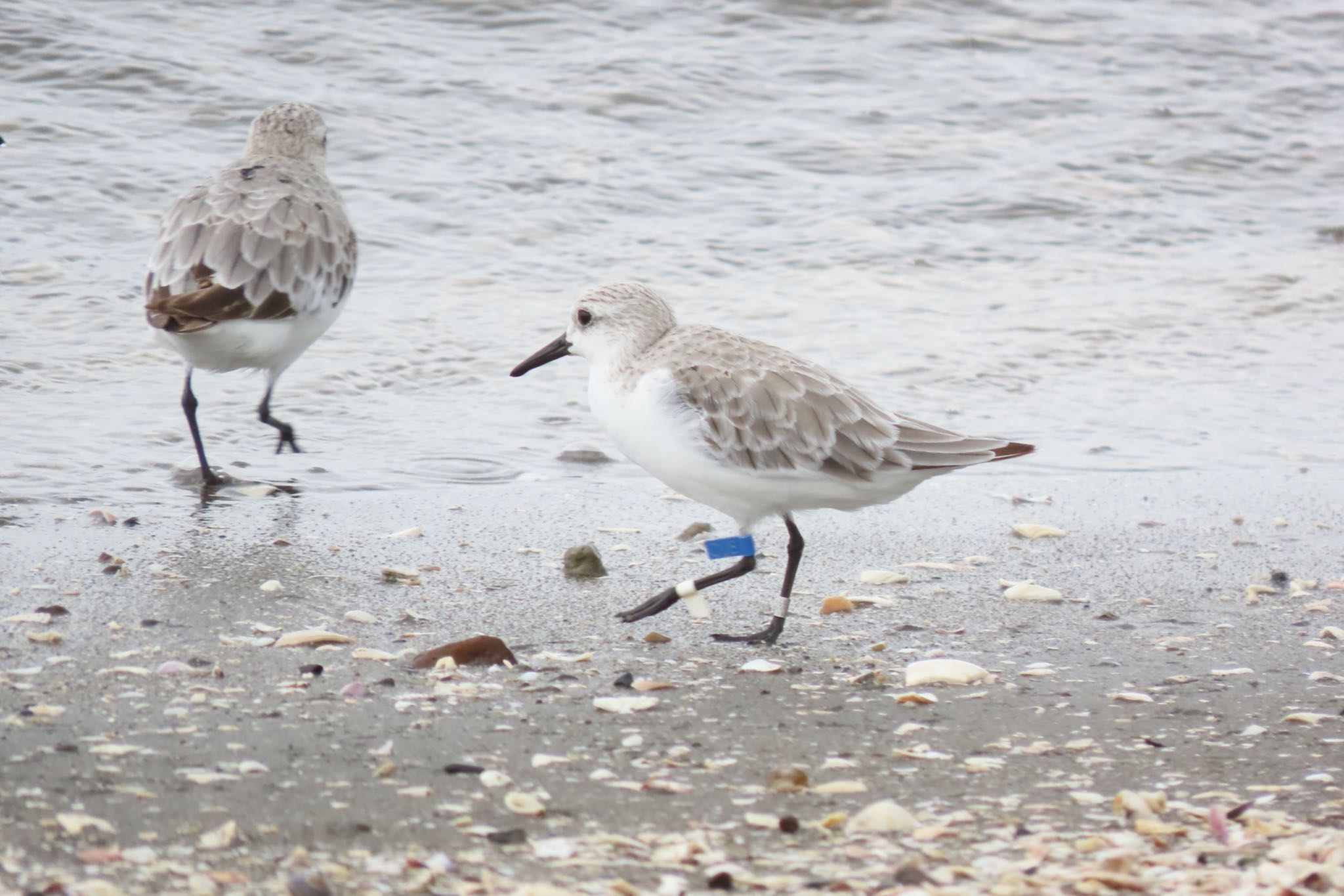 Sanderling