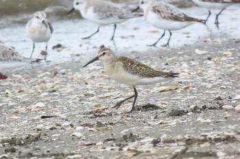 2021年9月12日(日) ふなばし三番瀬海浜公園の野鳥観察記録