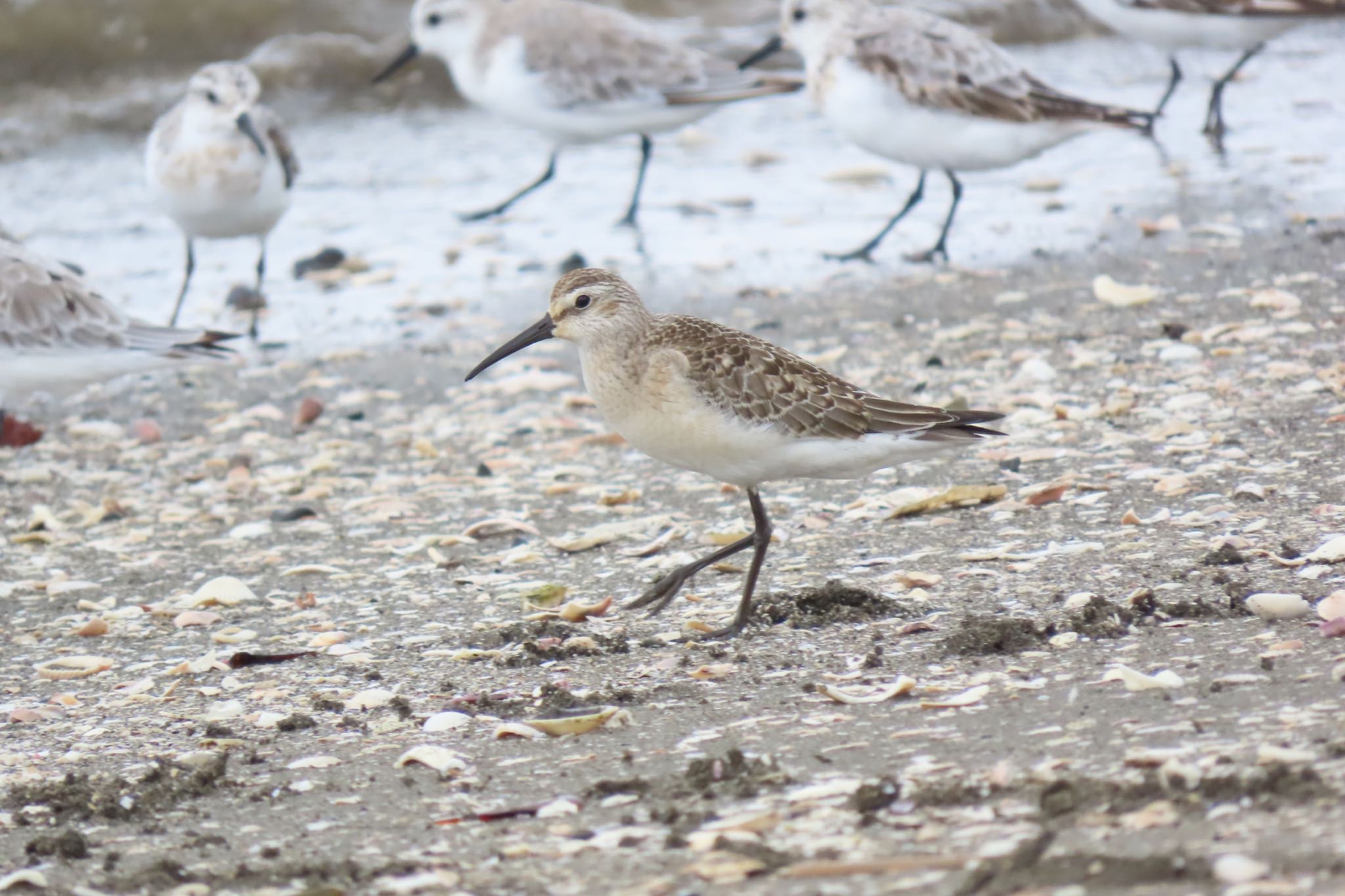 Photo of Curlew Sandpiper at Sambanze Tideland by 中学生探鳥家