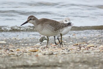 コオバシギ ふなばし三番瀬海浜公園 2021年9月12日(日)