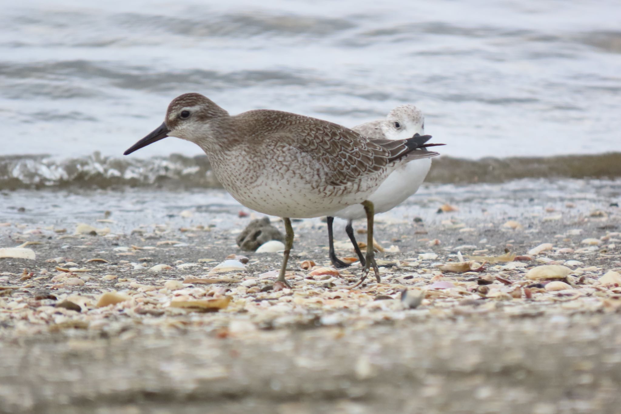 Red Knot