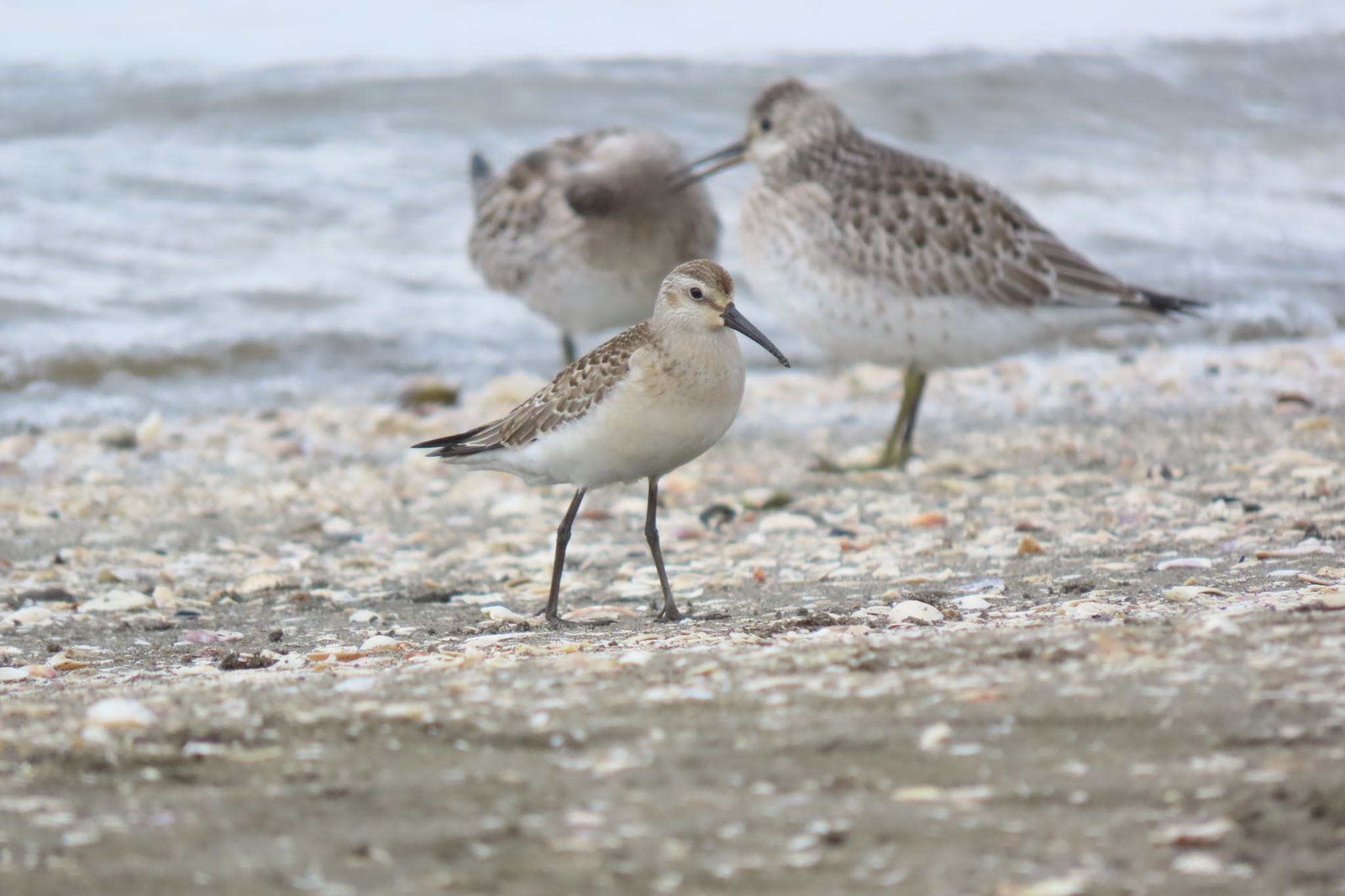 ふなばし三番瀬海浜公園 サルハマシギの写真 by 中学生探鳥家