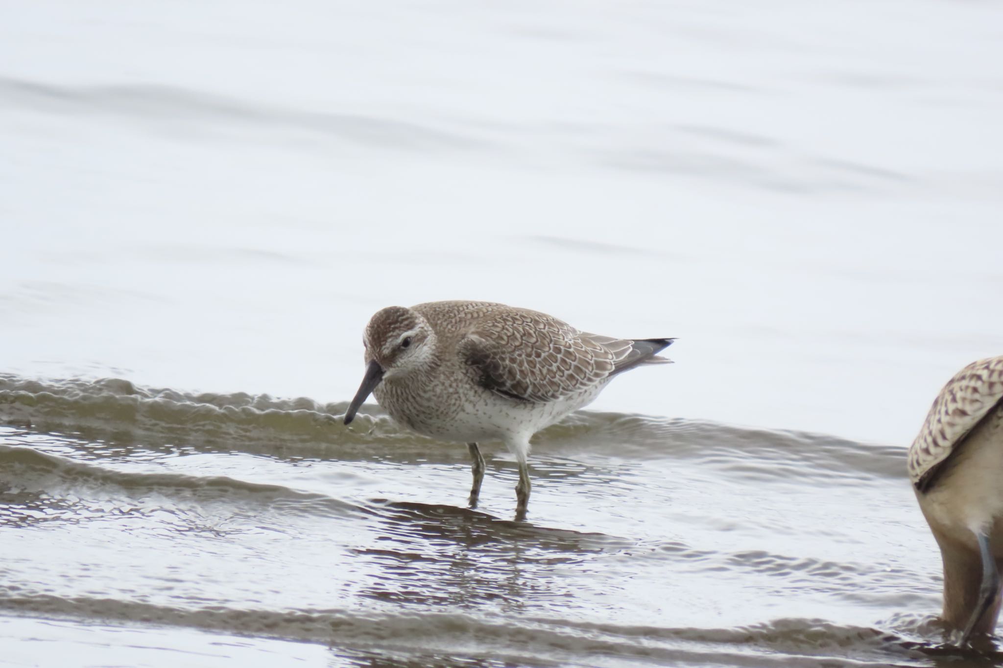 ふなばし三番瀬海浜公園 コオバシギの写真 by 中学生探鳥家