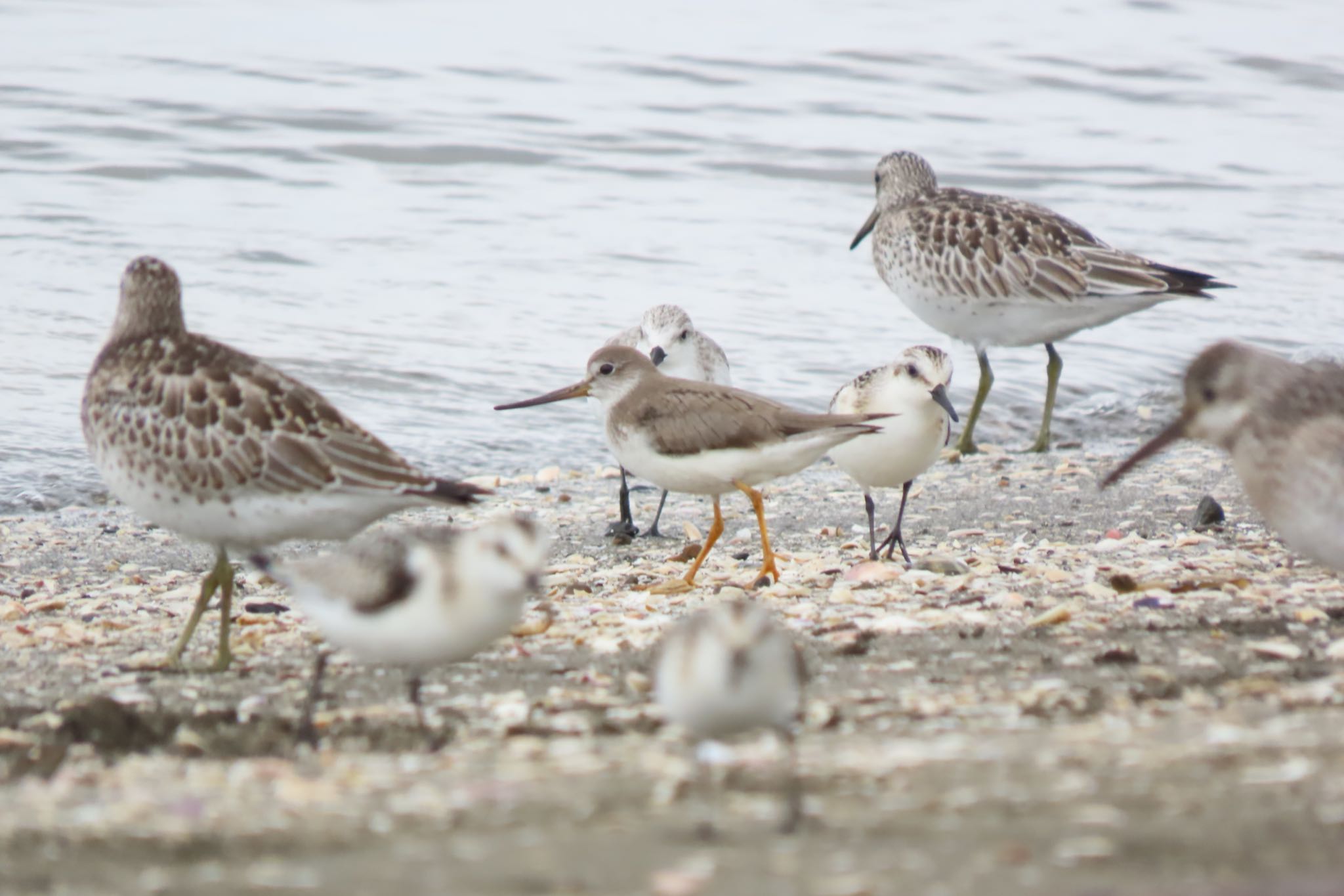 Terek Sandpiper