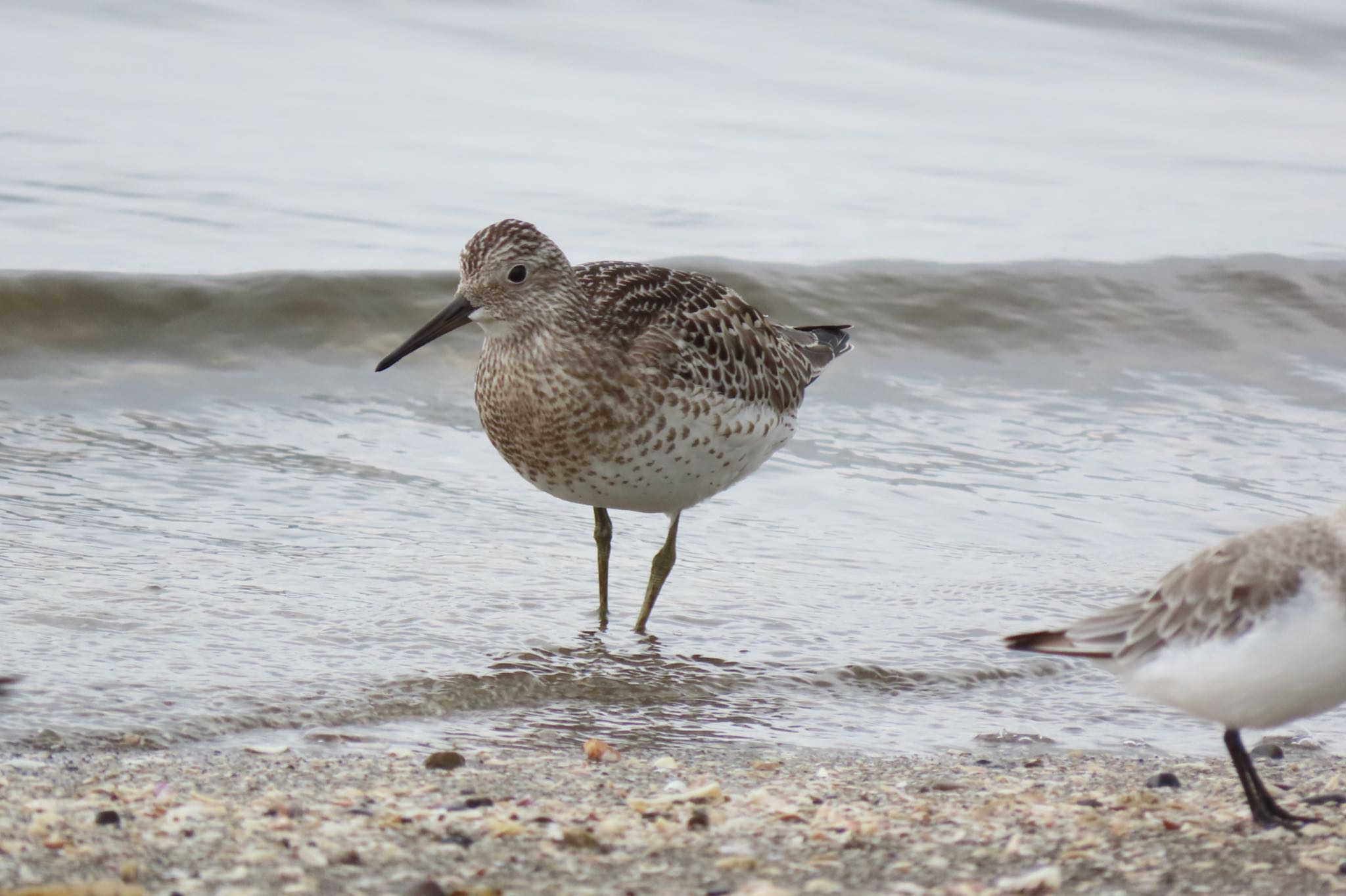 ふなばし三番瀬海浜公園 オバシギの写真 by 中学生探鳥家