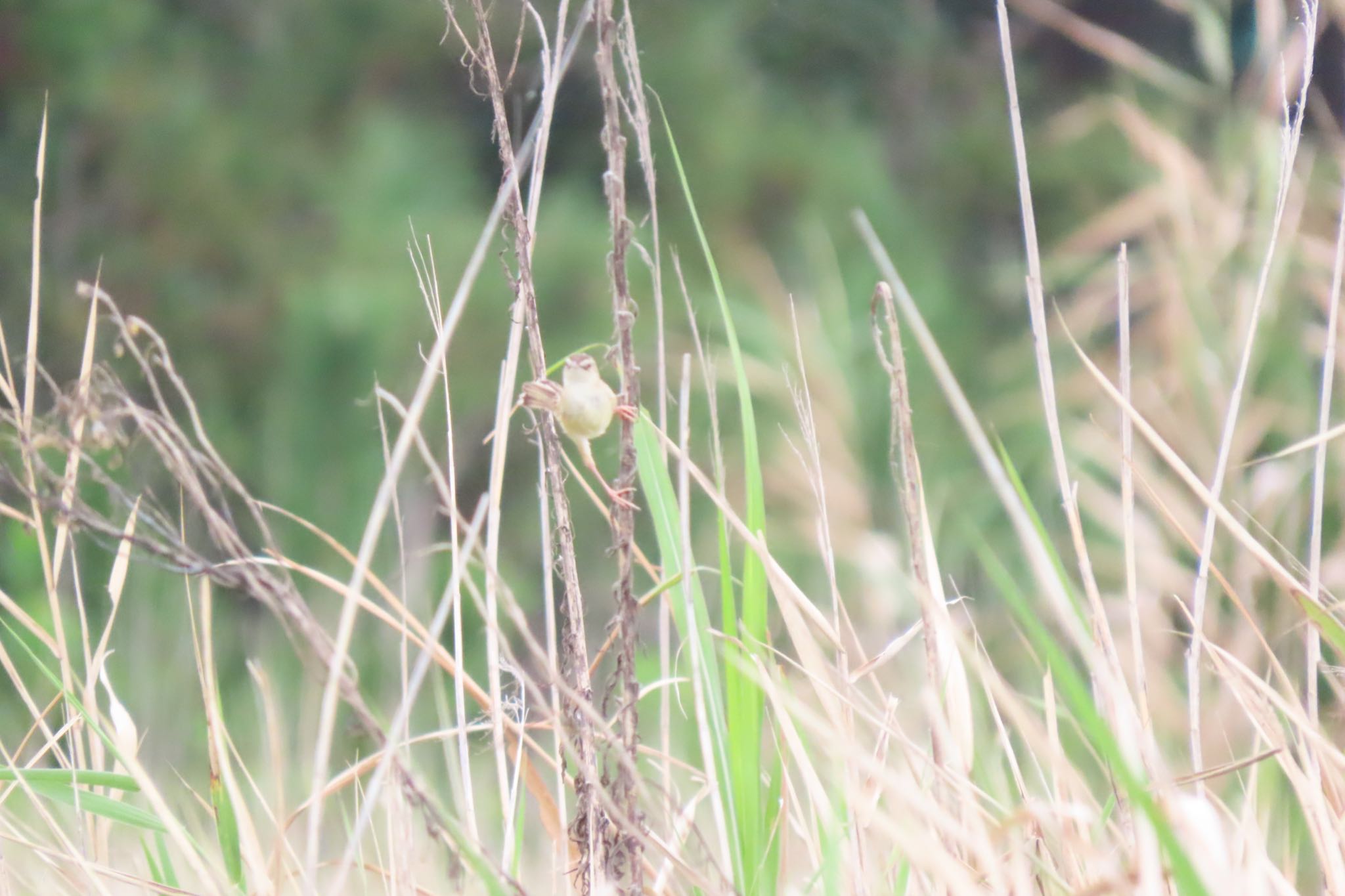 Zitting Cisticola