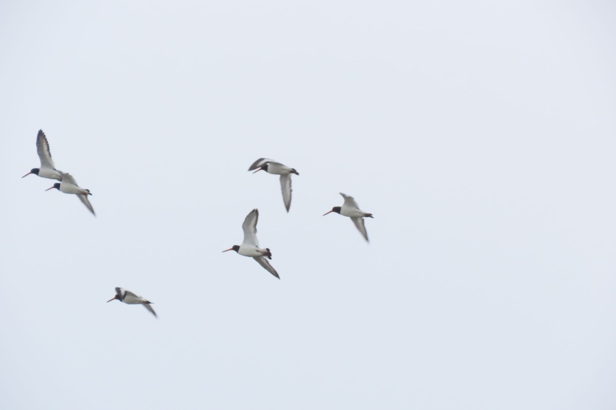 Eurasian Oystercatcher