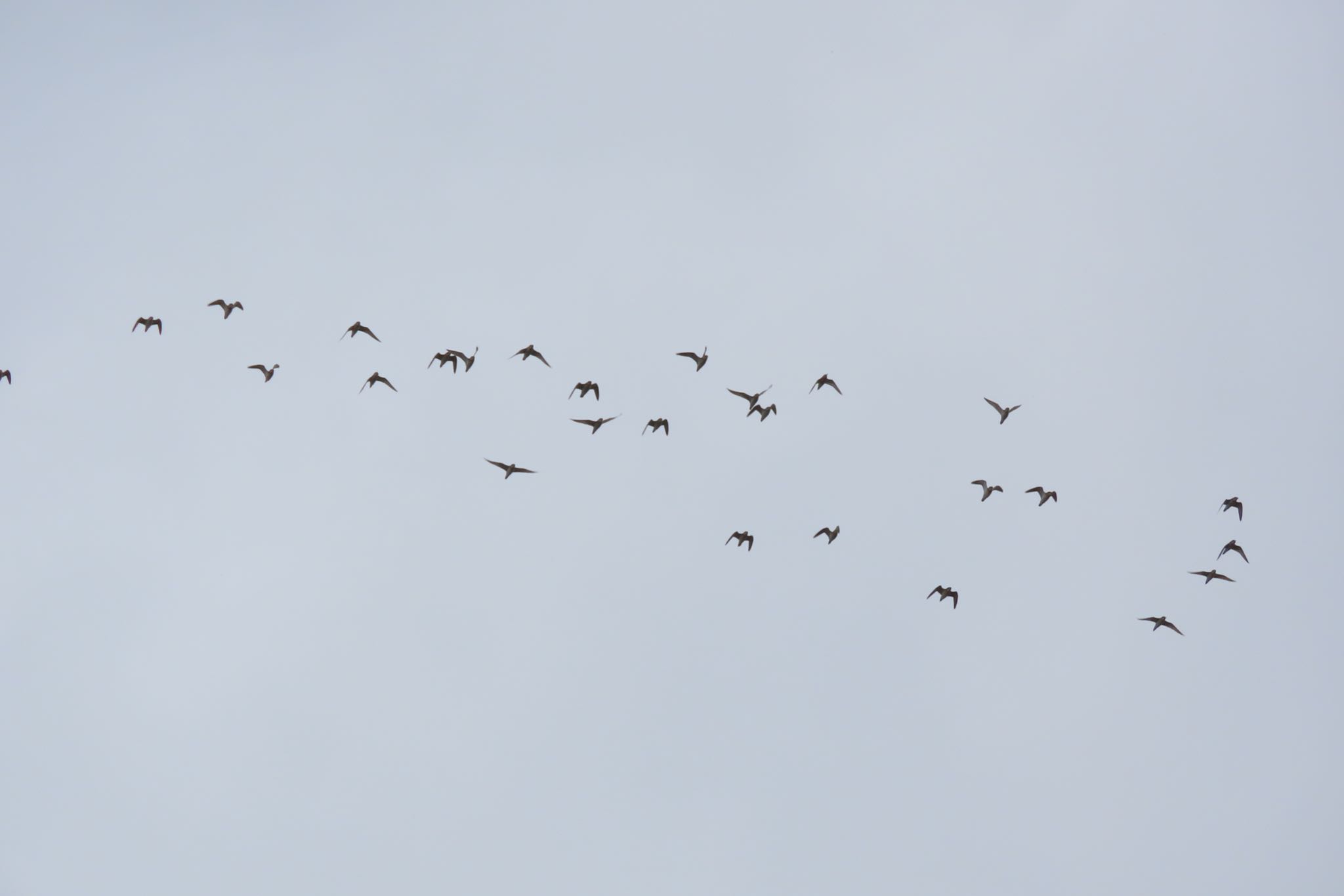 Oriental Pratincole