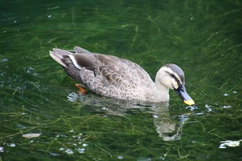 カルガモ 井の頭公園 2021年9月12日(日)